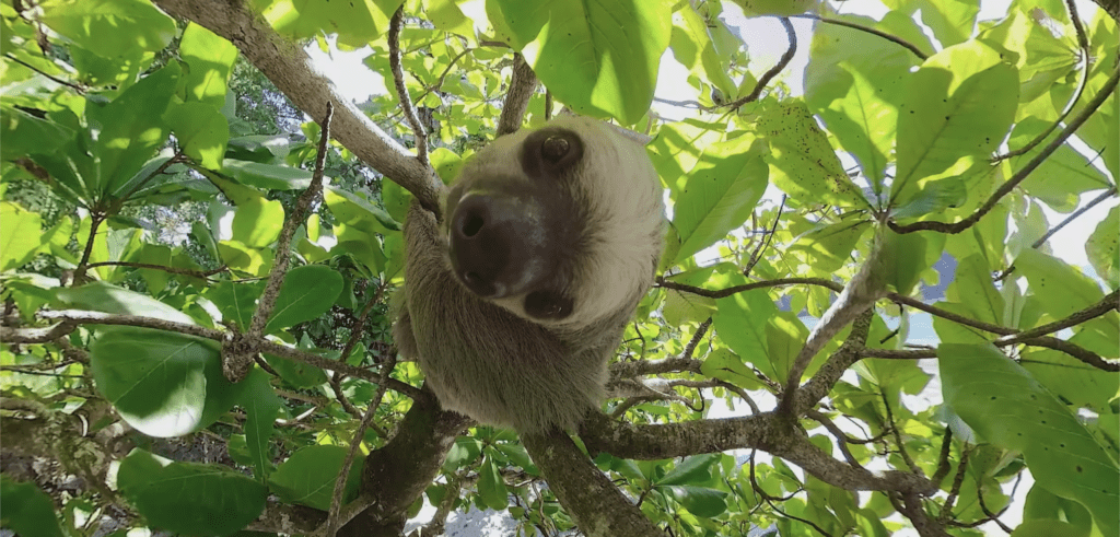 Sloth