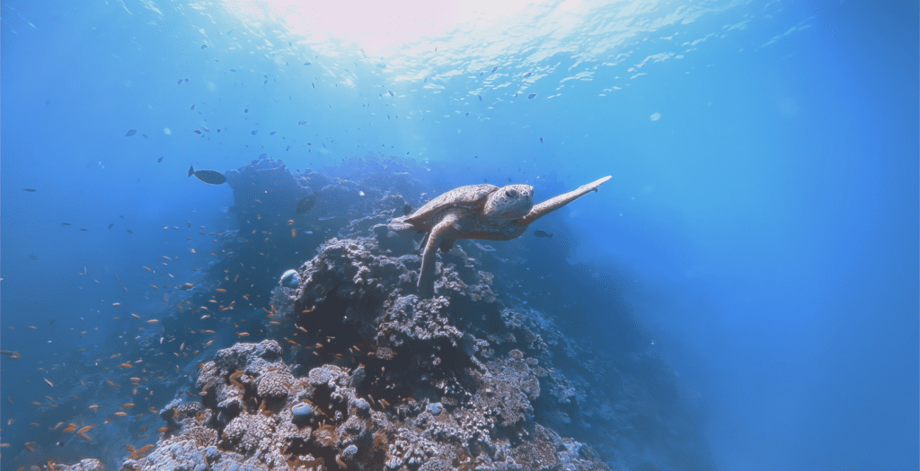 VR Turtle