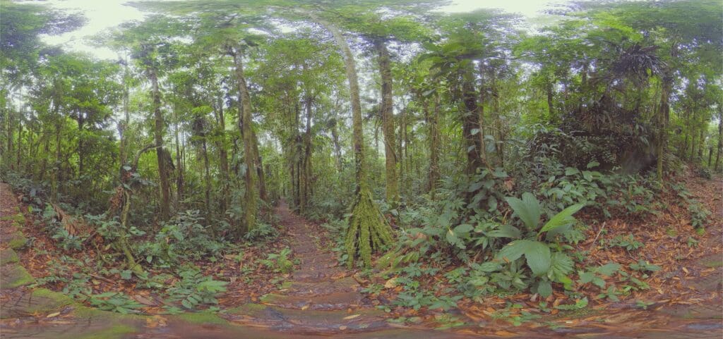 rainforest trees