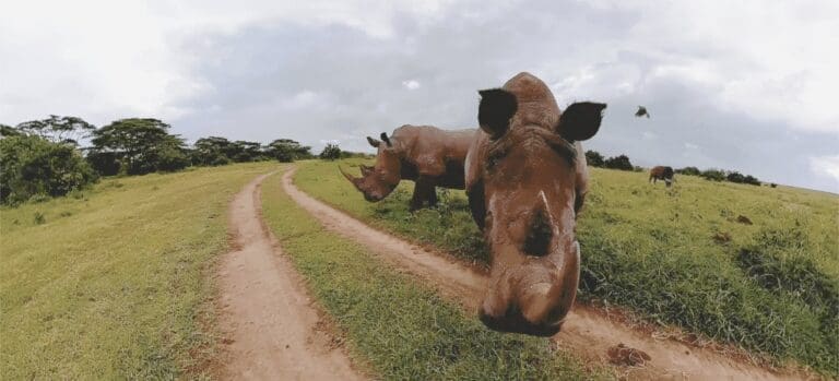 Rhino on safari